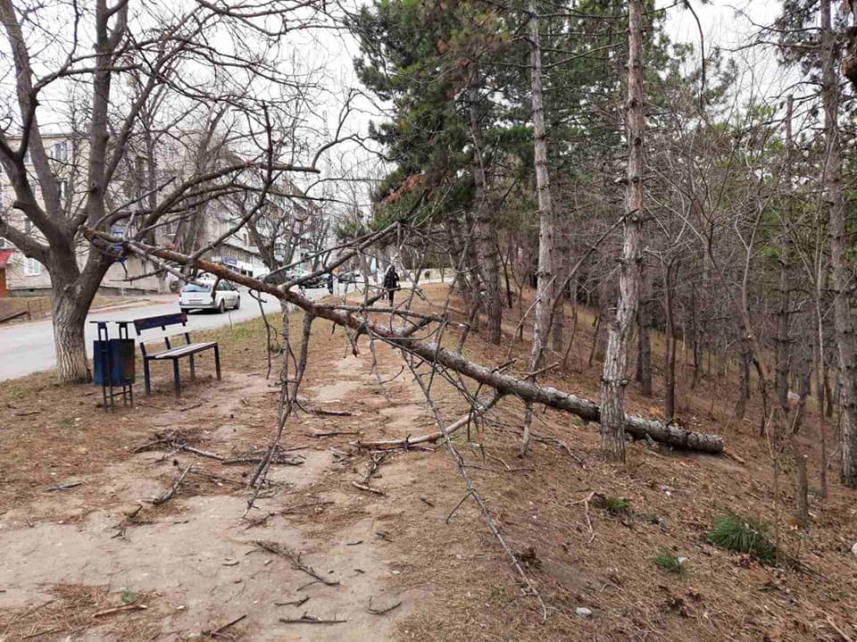 FOTO/VIDEO Copaci doborâți la pământ și mașini avariate. Vântul puternic a provocat mai multe pagube în capitală