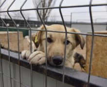 В Кишиневе в муниципальном приюте для бродячих собак открылись новые вольеры. Теперь в них можно содержать 800 животных