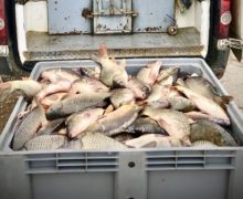 Полиция изъяла 500 килограмм рыбы без сертификатов качества. Ее собирались продавать на Центральном рынке