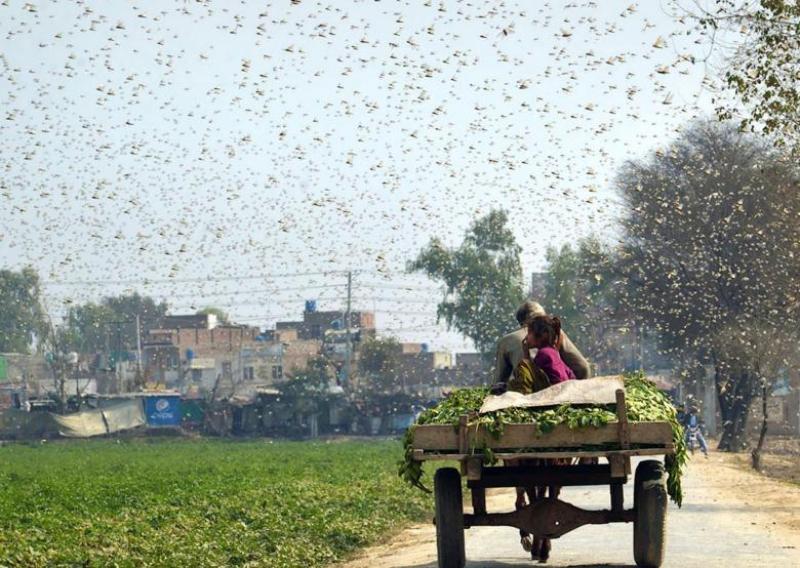 FOTO China trimite în Pakistan o „armată” de 100 de mii de rațe, ca să oprească invazia de lăcuste