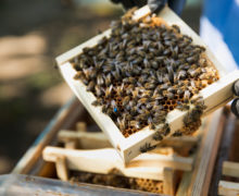 В Молдове открылась лаборатория искусственного осеменения пчел