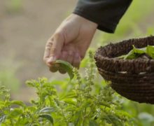 Unicul ceai certificat ecologic din Moldova va fi exportat în Germania – istoria Bio Cămara