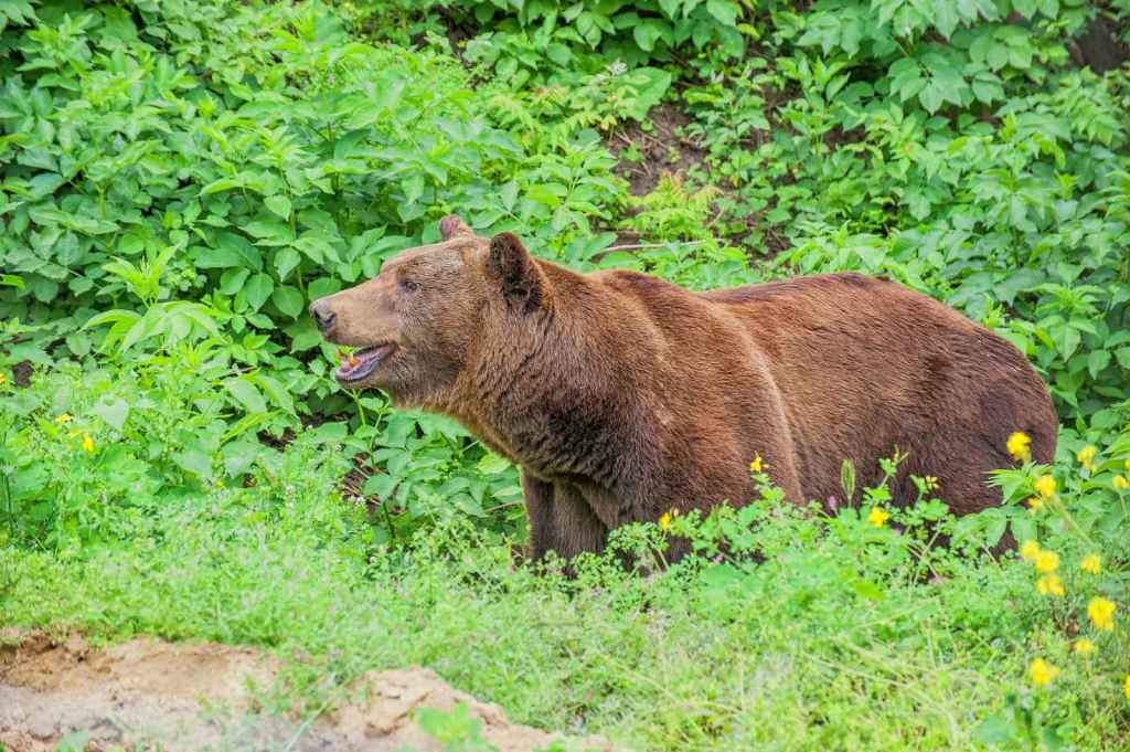 FOTO Grădina Zoologică din Chișinău își redeschide porțile de 1 iunie