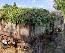 В Каушанах полиция обнаружила два гектара конопли (ВИДЕО)