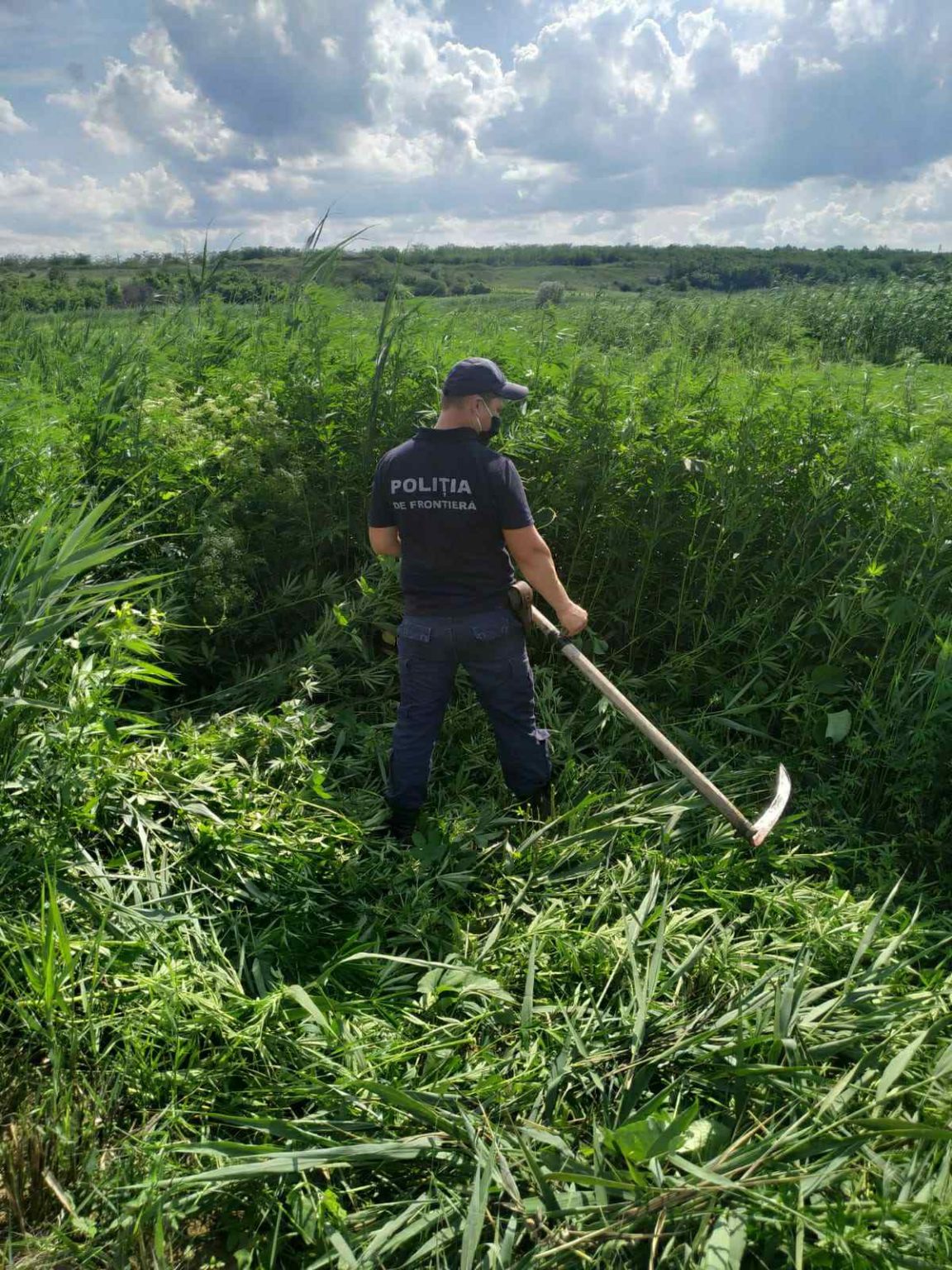 Коноплю сожгли видео Коноплю сожгли видео конопля чернобыль