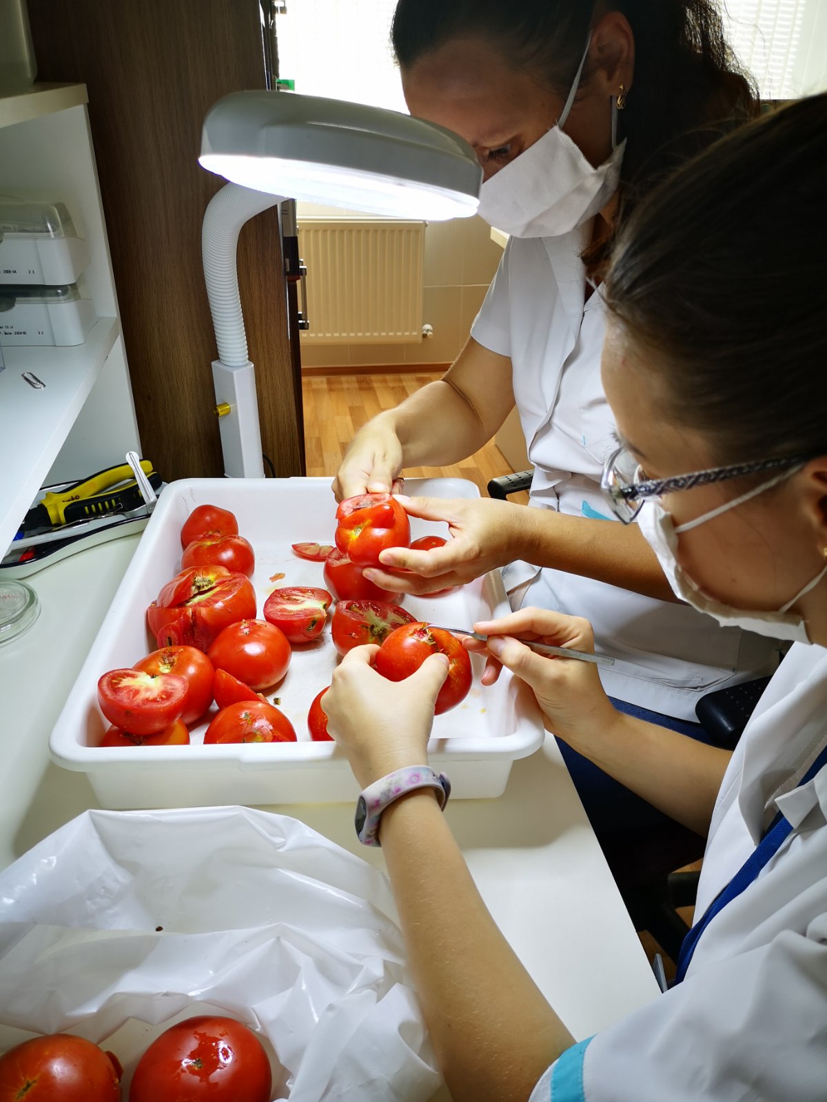 FOTO Un lot de peste 18 tone de tomate, returnat de ANSA în țara de origine