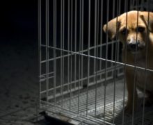В Румынии бизнесмен выиграл суд против государства за нерешенную проблему бездомных животных
