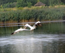 (ФОТО) В Тараклии заметили первых в этом году пеликанов