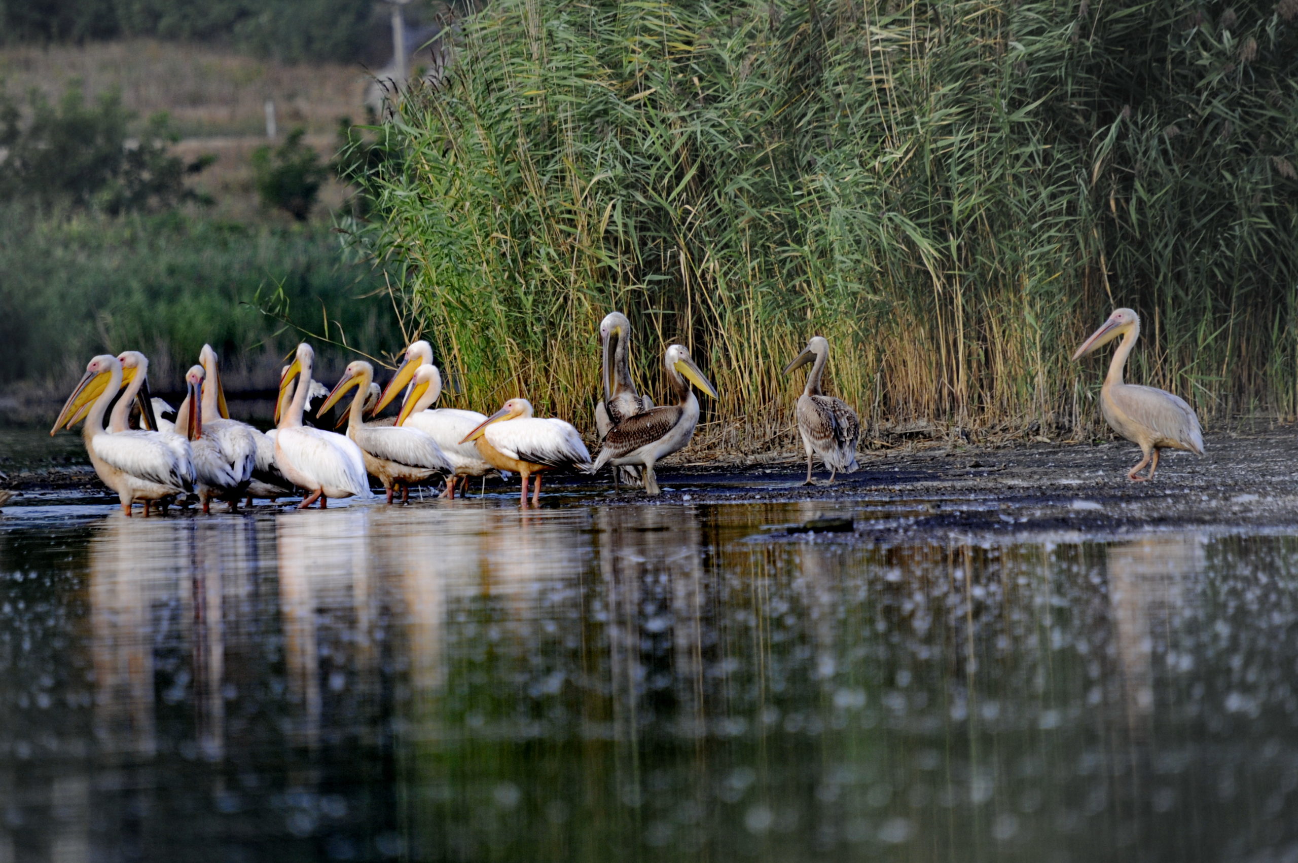 На озеро в Яловенском районе прилетели пеликаны. Фоторепортаж NM