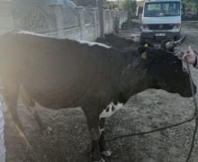 Ialoveni: O vacă de 300 de kg care a căzut într-o groapă de 3 metri, salvată de pompieri