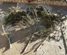 Бюро миграции и убежища провело обыски в домах Глодянского района. Там обнаружили наркотики