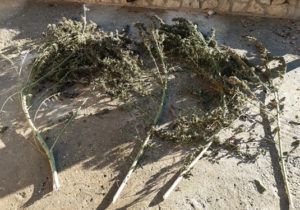 Бюро миграции и убежища провело обыски в домах Глодянского района. Там обнаружили наркотики