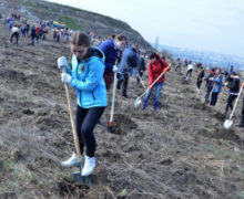 100 de mii de copaci vor fi plantați în Chișinău în această toamnă