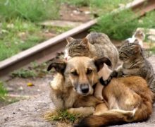 В Молдове защитники животных требуют отменить отстрел бездомных кошек и собак в Хынчештском районе
