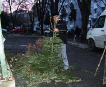 Мэрия Кишинева призвала жителей выбросить живые елки до 25 января. Их отвезут на переработку