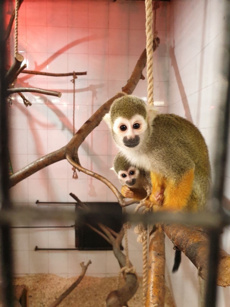 La Grădina Zoologică din capitală au apărut peste 30 de viețuitoare noi (VIDEO)