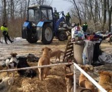 «Нам и жить не дают, и умереть не дают». Почему приют для собак AOVA остался без крыши над головой