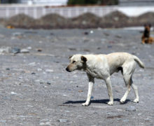 В Фалештах зафиксировали один случай бешенства