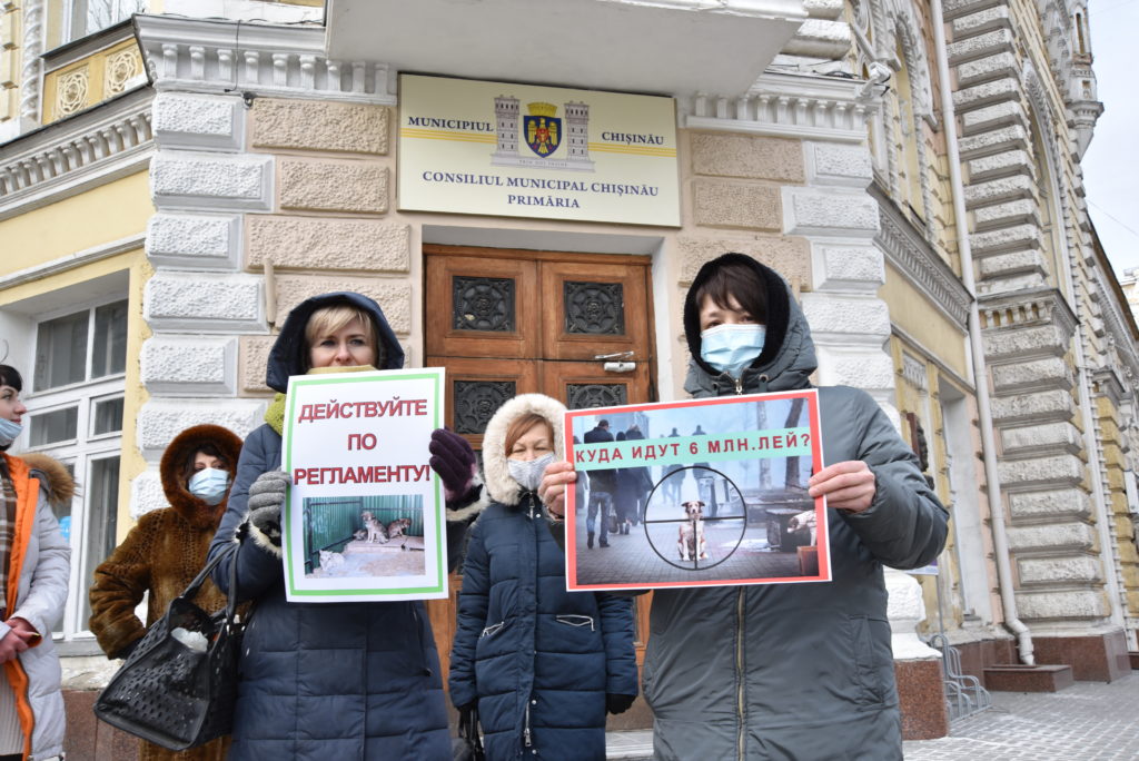 В Кишиневе защитники животных собрались на протест перед мэрией (ФОТО)
