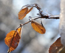 În următoarele zile se așteaptă frig şi ninsori