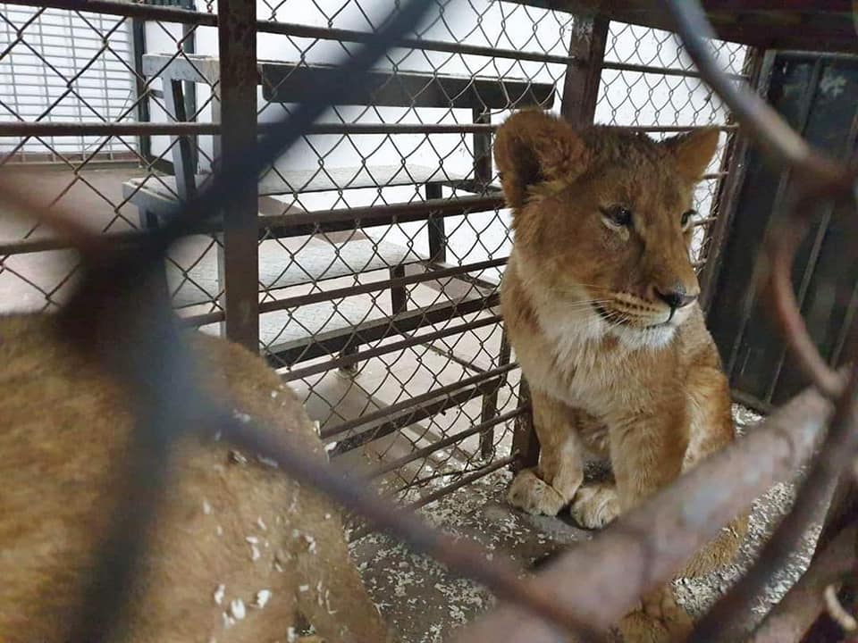 Patru lei africani au fost aduși la Grădina Zoologică din Chișinău (FOTO)