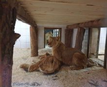 Patru lei africani au fost aduși la Grădina Zoologică din Chișinău (FOTO)