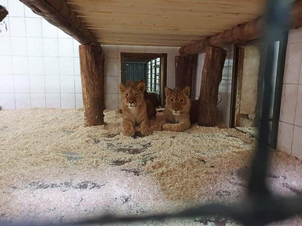 В зоопарк Кишинева привезли льва и трех львиц (ФОТО)