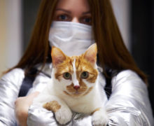 «Мы ищем финансирование». В Кишиневе спрос на бесплатную стерилизацию домашних кошек оказался в два раза выше ожидаемого
