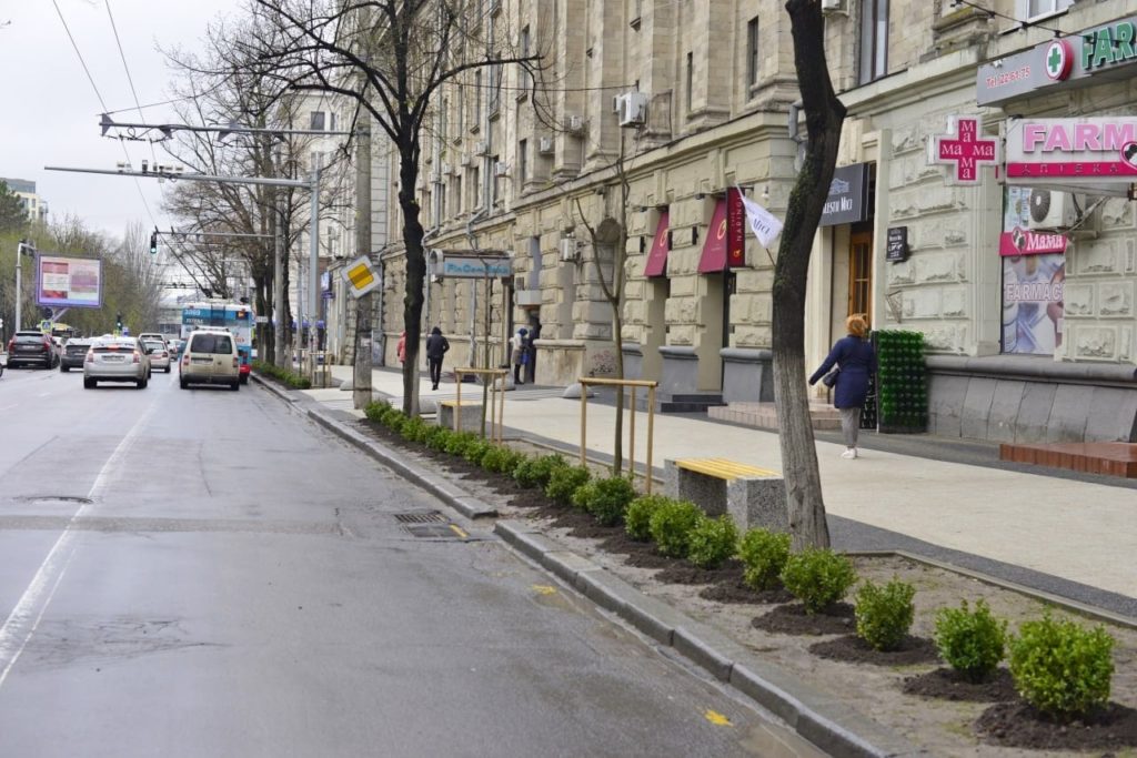 Cum luptă Primăria cu parcările pe trotuar? 114 arbuşti au fost plantați pe str. Pușkin (FOTO)