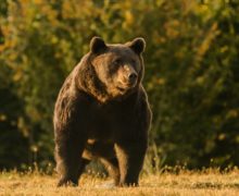 Экологи обвинили принца Лихтенштейна в убийстве самого большого медведя в Румынии