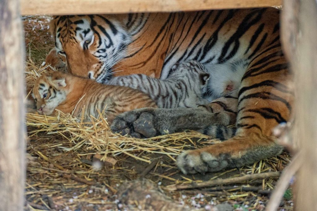 Зоопарк Кишинева показал недавно родившихся тигрят (ФОТО)