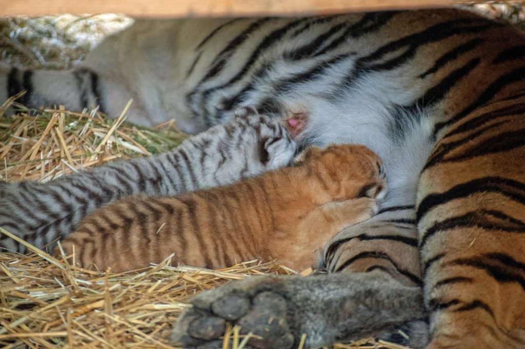 Зоопарк Кишинева показал недавно родившихся тигрят (ФОТО)