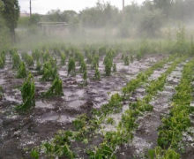 Sute de hectare de culturi agricole, afectate de ploile torențiale. În care raioane au fost înregistrate prejudicii?