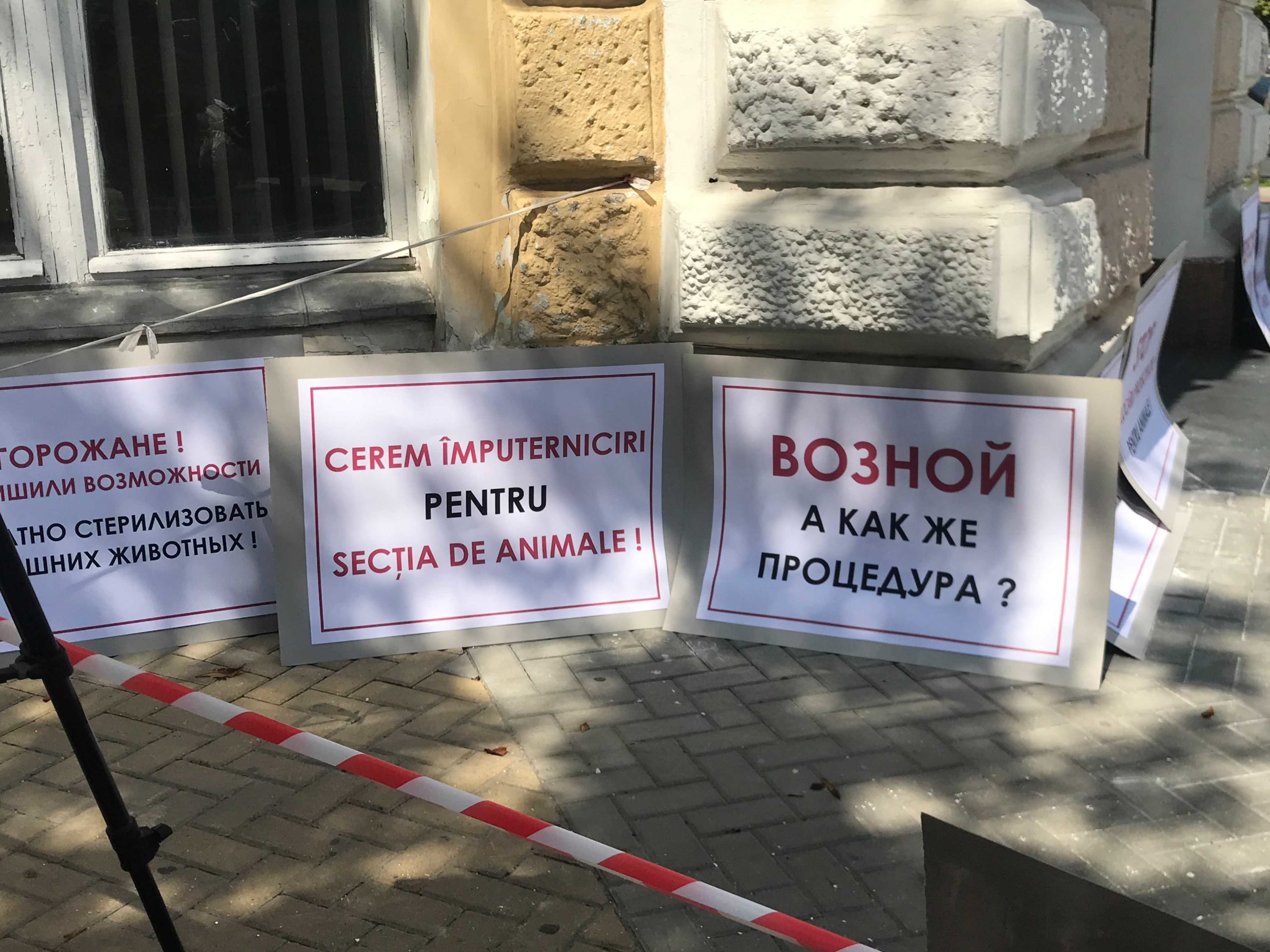 Защитники животных вышли на протест перед зданием мэрии Кишинева. Стрим NM