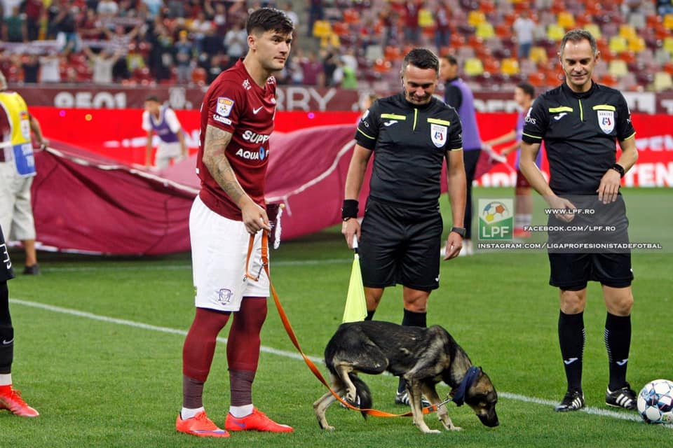 Румынские футболисты вышли на поле вместе с бездомными собаками, чтобы найти им новый дом (ФОТО)