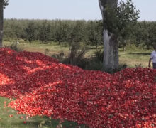 Кремль открыл рынок яблокам из Оргеева. Как это повлияет на молдавских фермеров?