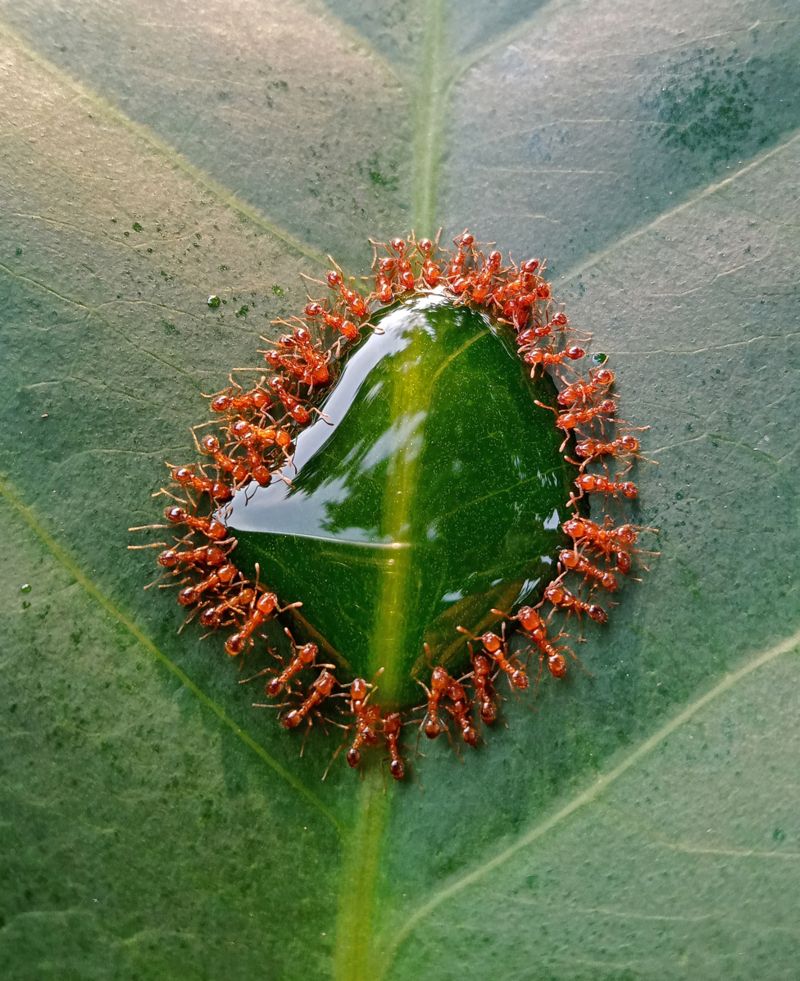 Фотография кормящихся муравьев выиграла конкурс Королевского биологического общества