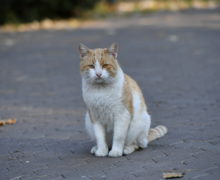 В Кишиневе бесплатно стерилизуют 400 бездомных кошек. Небезразличных людей призвали подавать заявки