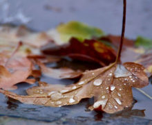 Temperaturile se mențin scăzute. Meteorologii au emis un nou cod galben de îngheț