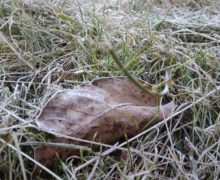 В Молдове синоптики предупредили о заморозках до -3 °C
