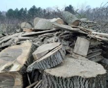 Clădiri construite și revândute ilegal în pădurile Moldovei. Ce a mai depistat Curtea de Conturi în verificările de la „Moldsilva”