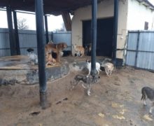 (FOTO) Mai multe încălcări au fost depistate de ANSA la un adăpost unde sunt aproape 500 de animale