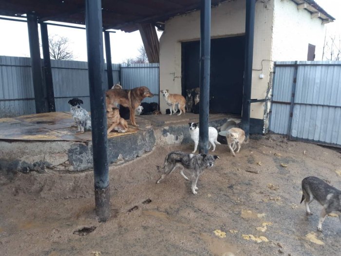 (ФОТО) Антисанитария и отсутствие ветеринарных услуг. ANSA провела проверку в приюте для бездомных животных в Кишиневе