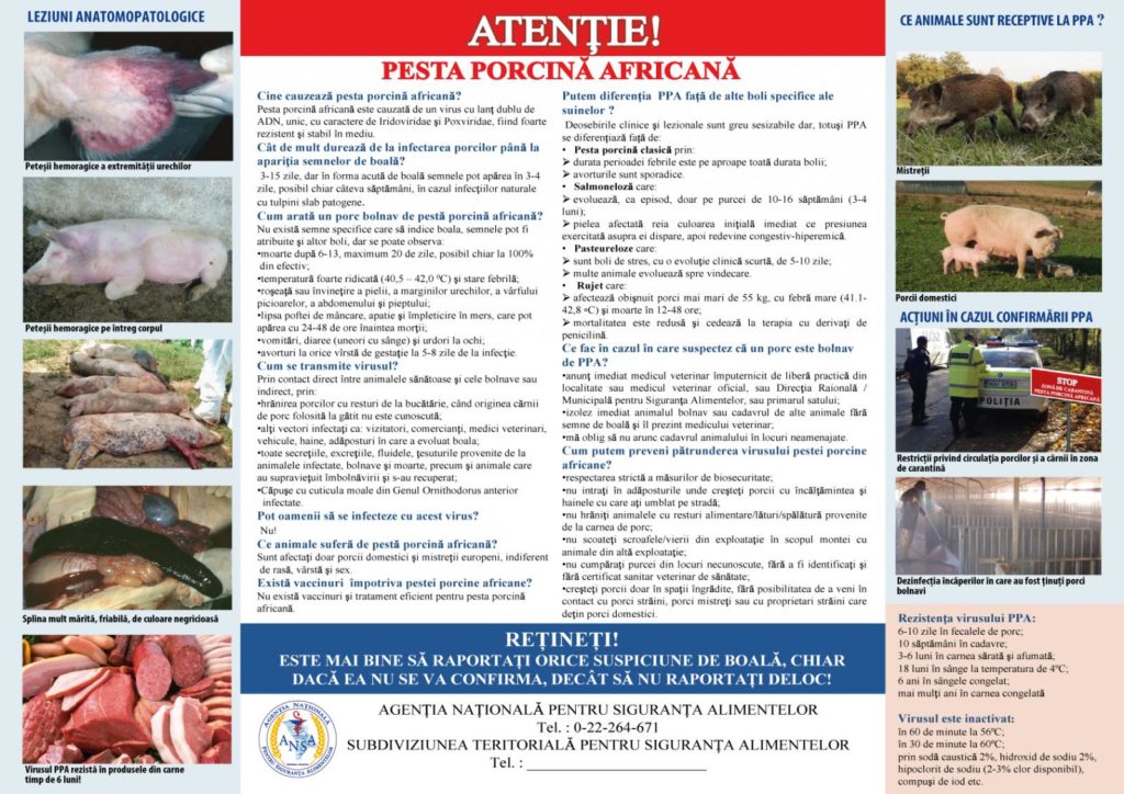 Într-o gospodărie din raionul Briceni a fost depistat virusul pestei porcine africane