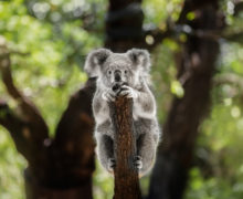 Коал включили в список исчезающих видов