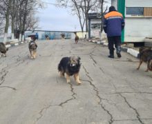 «Против нас могут завести дела». Почему в Кишиневе не решают проблему бездомных собак