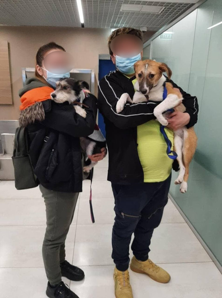 (ФОТО) Семья из Канады взяла из кишиневского «Некрополя» двух бездомных собак