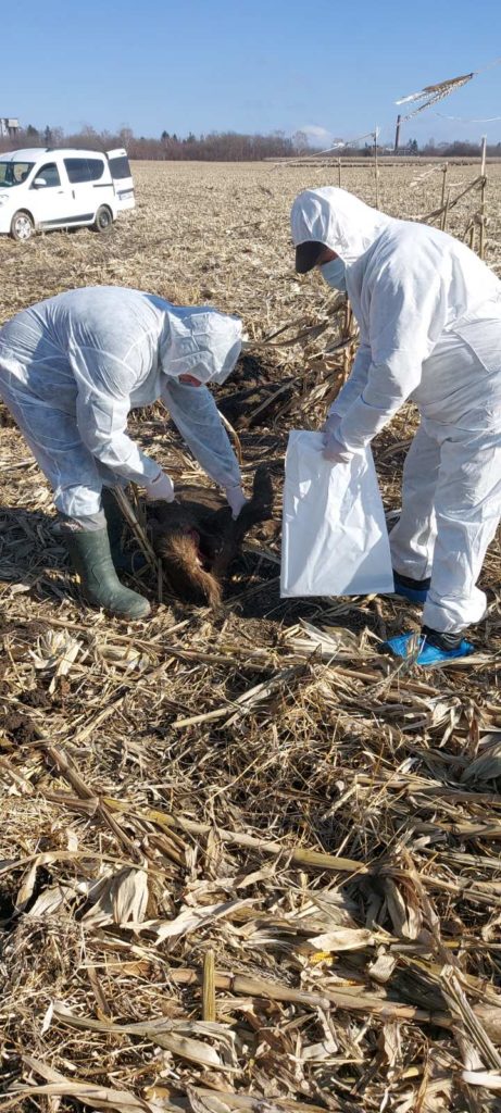 FOTO Un caz de pestă porcină africană, depistat în raionul Briceni. Ce măsuri întreprind responsabilii?