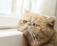 В Кишиневе объявили акцию бесплатной стерилизации домашних кошек