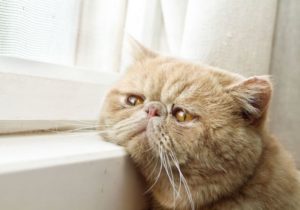 В Кишиневе объявили акцию бесплатной стерилизации домашних кошек